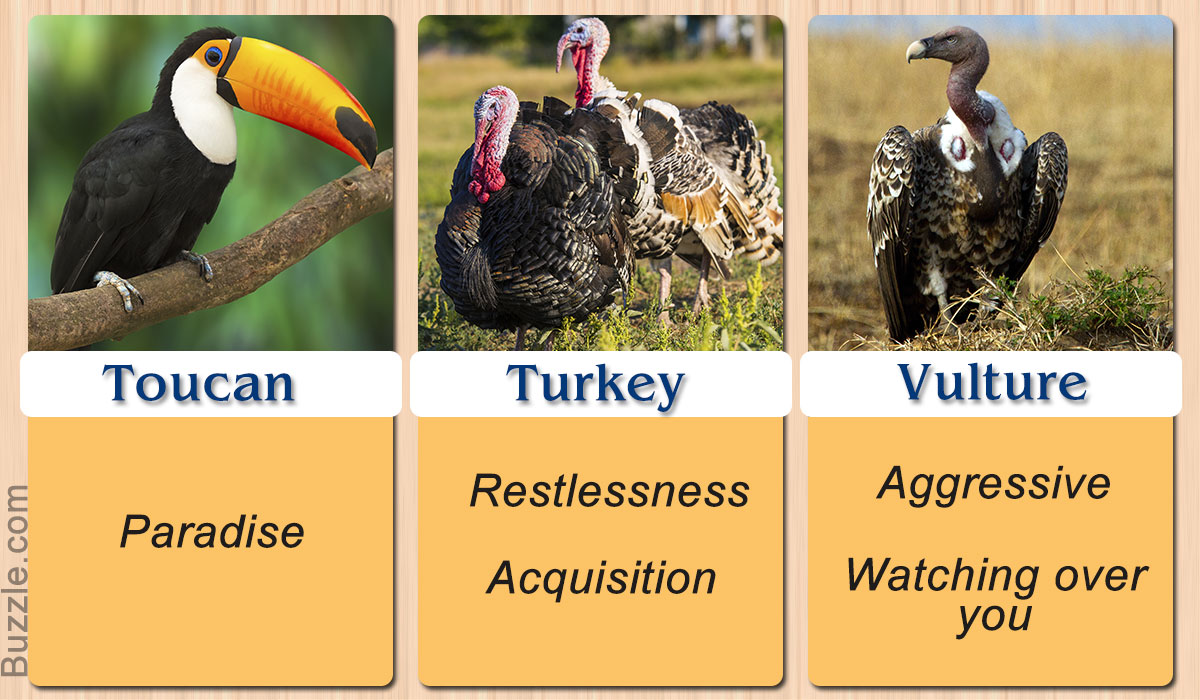 toucan, turkey, vulture