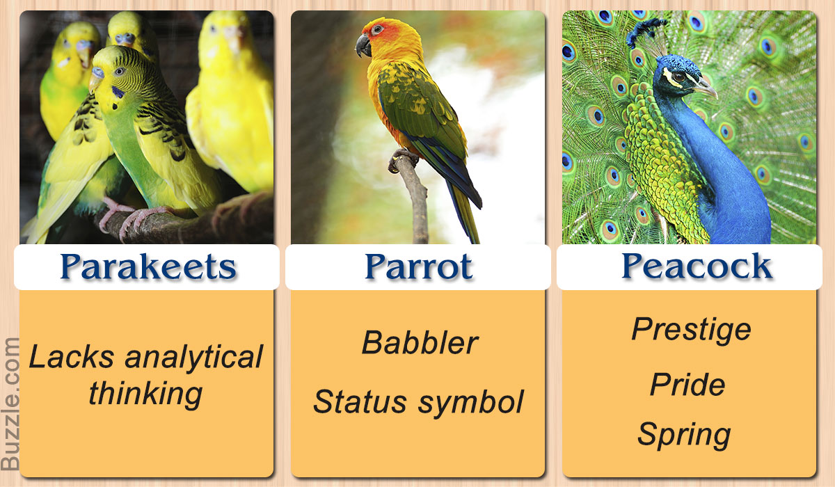 parakeets, parrot, peacock