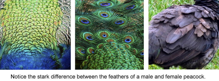 What are some of the distinguishing physical traits of peacocks?