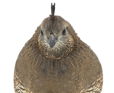 450-509407620-female-california-quail.jpg