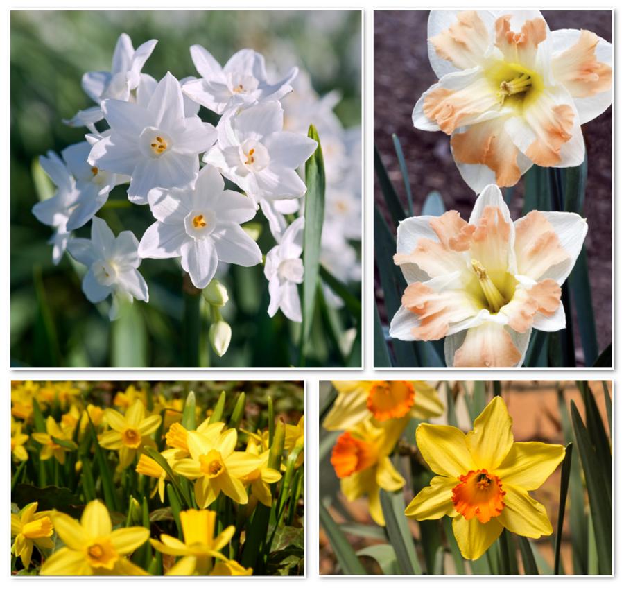 Pacing Through Mythology: Symbolic Meaning of Narcissus Flowers