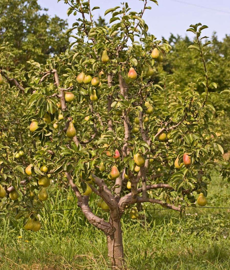 What are some pear tree varieties?