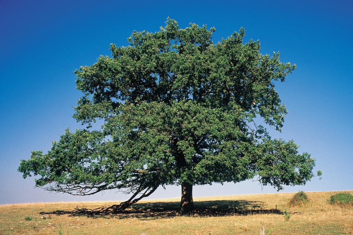 types of oak trees: they are just so pleasant to