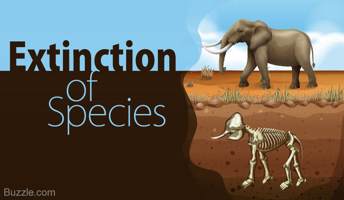 how do humans affect the environment - extinction of species