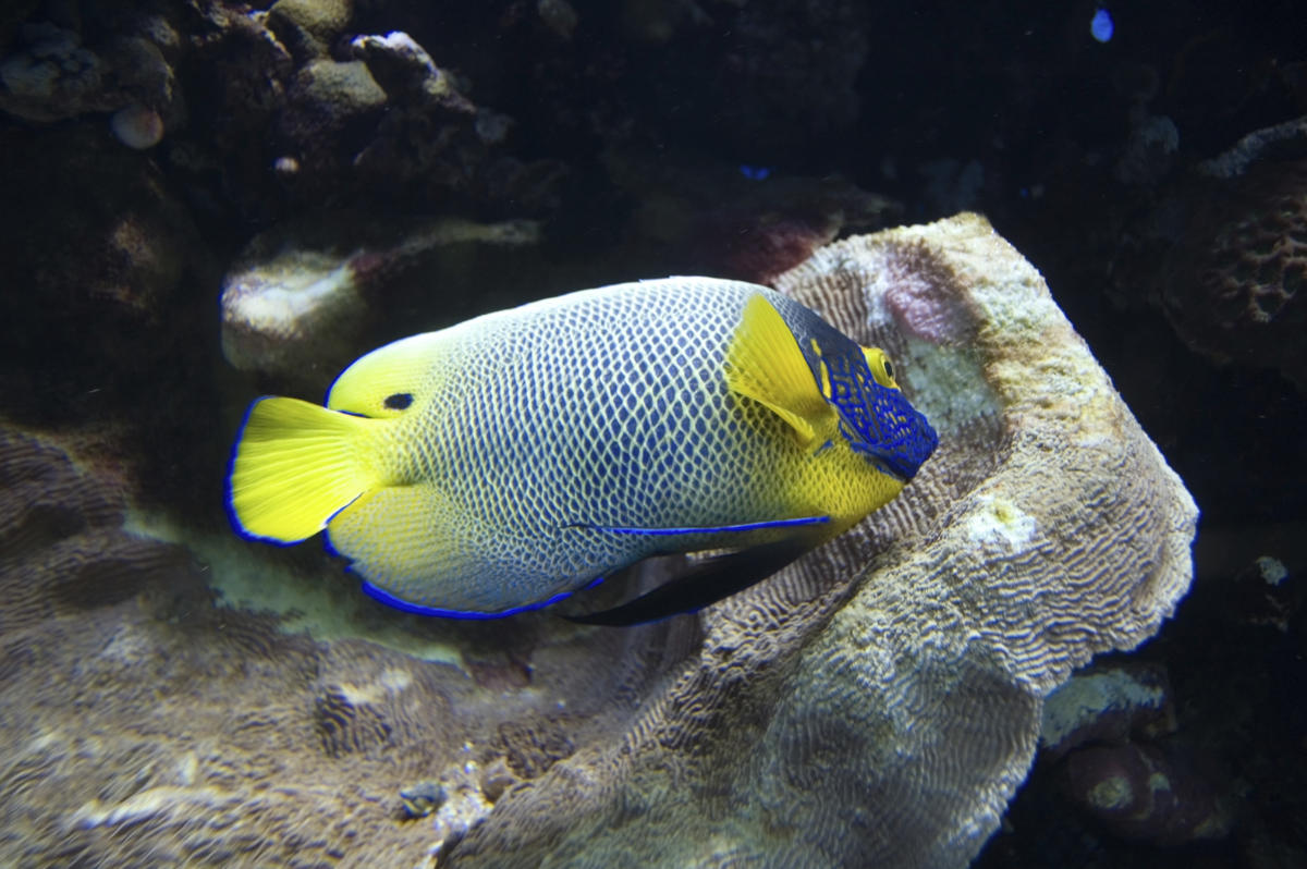 agreeably intriguing facts about angelfish