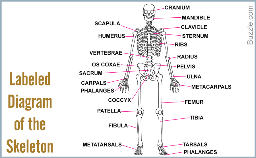 Bones In The Adult Body 53