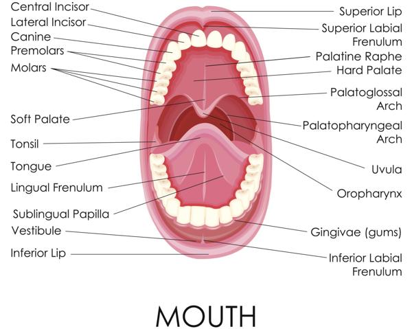 Function Of Mouth In Digestive System 11