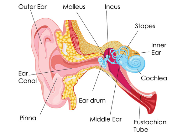 Resultado de imagen de parts of the EAR