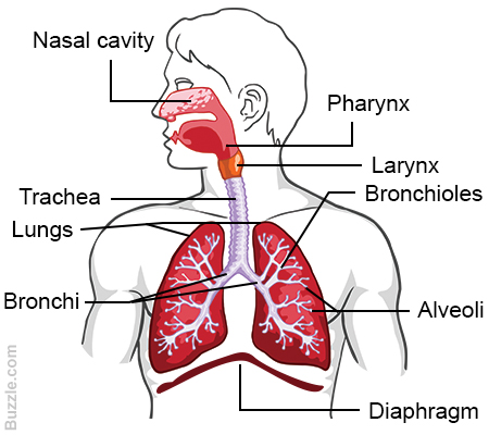 Resultado de imagen de respiratory system