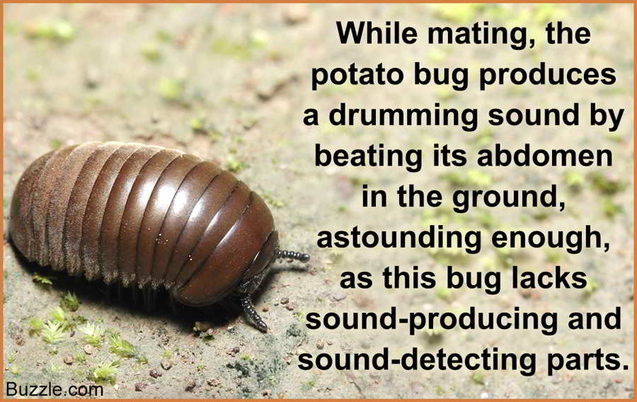 Can a potato bug scream?