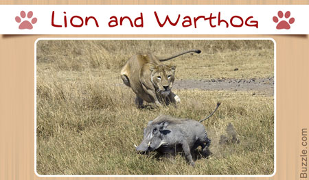 What are some examples of predator-prey relationships?