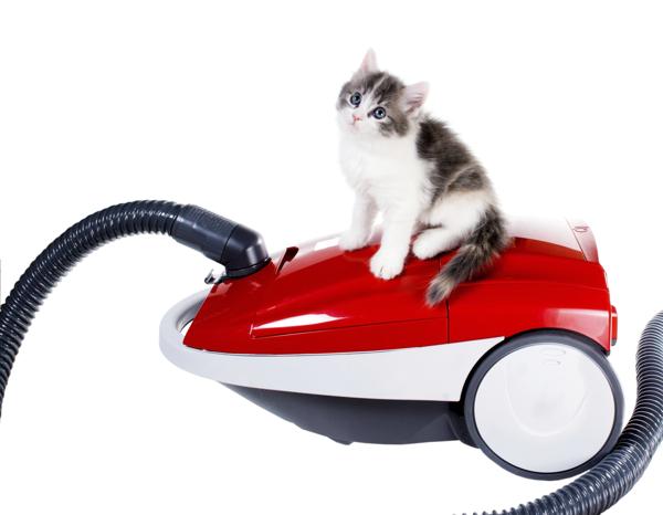 Cat on vacuum cleaner