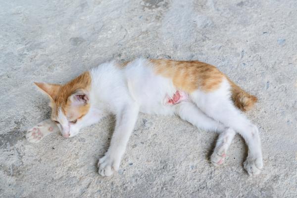 Injured little cat