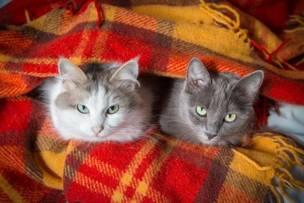 Two cats in blanket