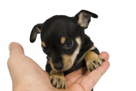 What are some common traits of a Chihuahua rat terrier mix?