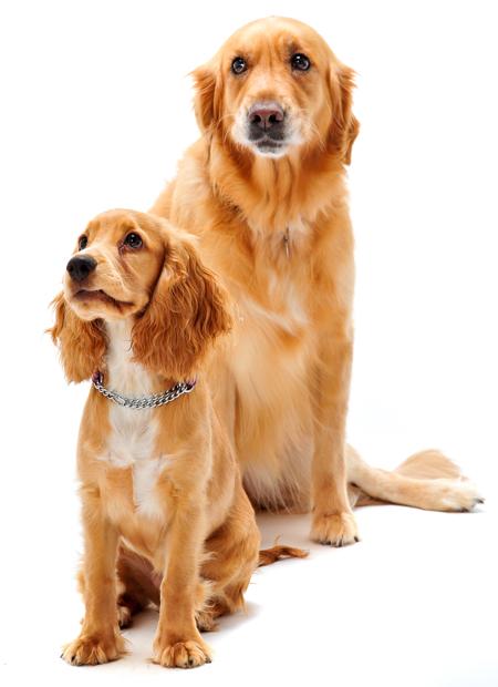 What is a cocker spaniel and golden retriever mix?