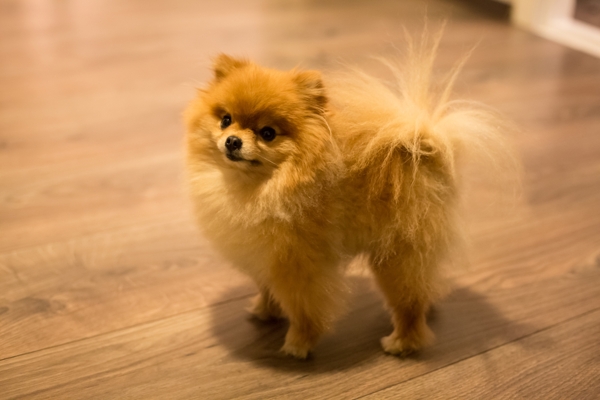 Where can you find free teacup Pomeranians?