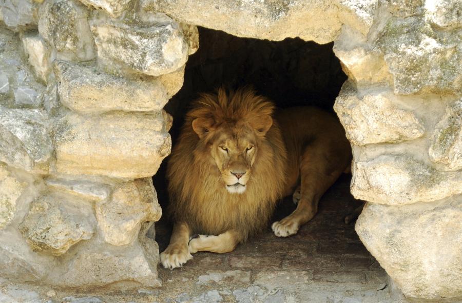 Do lions live in caves?