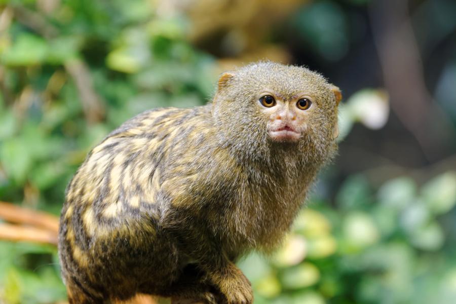 Everything You Wanted to Know About Keeping Marmosets as Pets