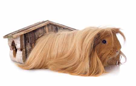Image result for rare guinea pig