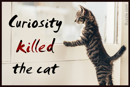 Curiosity killed the cat