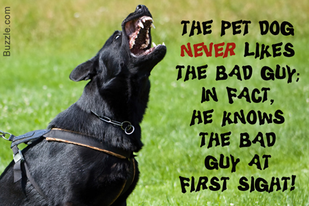 The pet dog never likes the bad guy; in fact he knows the bad guy at first sight!