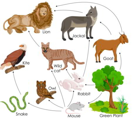Food web and food chain compare and contrast essays