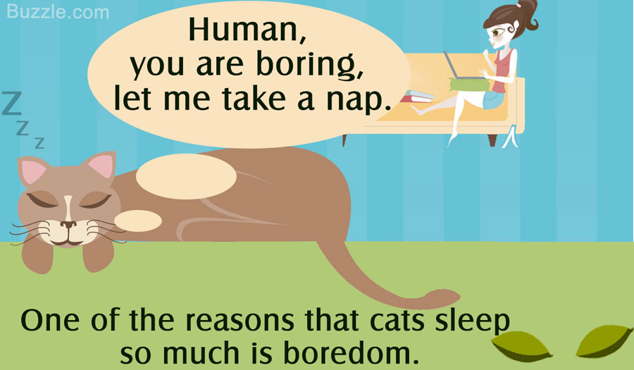 Reason why cats sleep so much