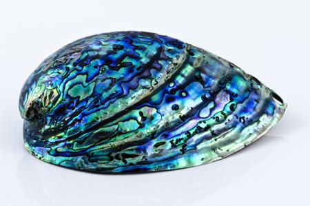 Image result for abalone shell