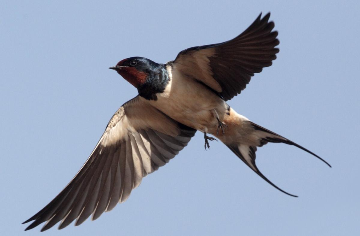 cool facts about barn swallows: small birds with