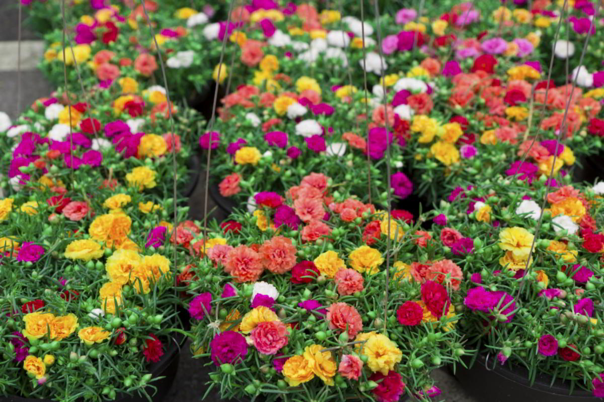 How to Grow and Care for the Tough and Adaptable Moss Rose ...
