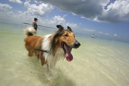 Dog in ocean