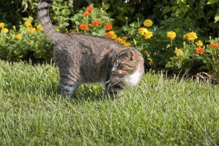 planting cat repelling plants
