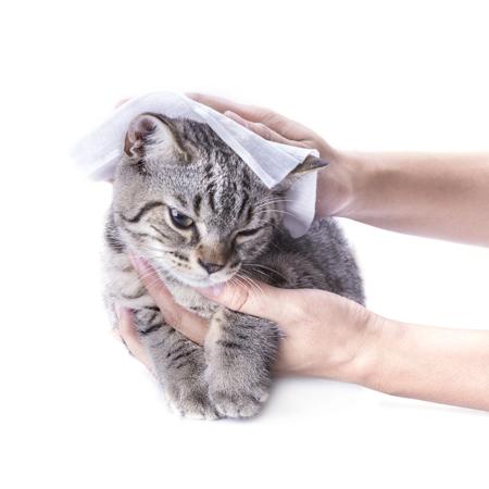 Cleaning hair cat by baby wipes