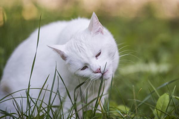 Cat eating grass