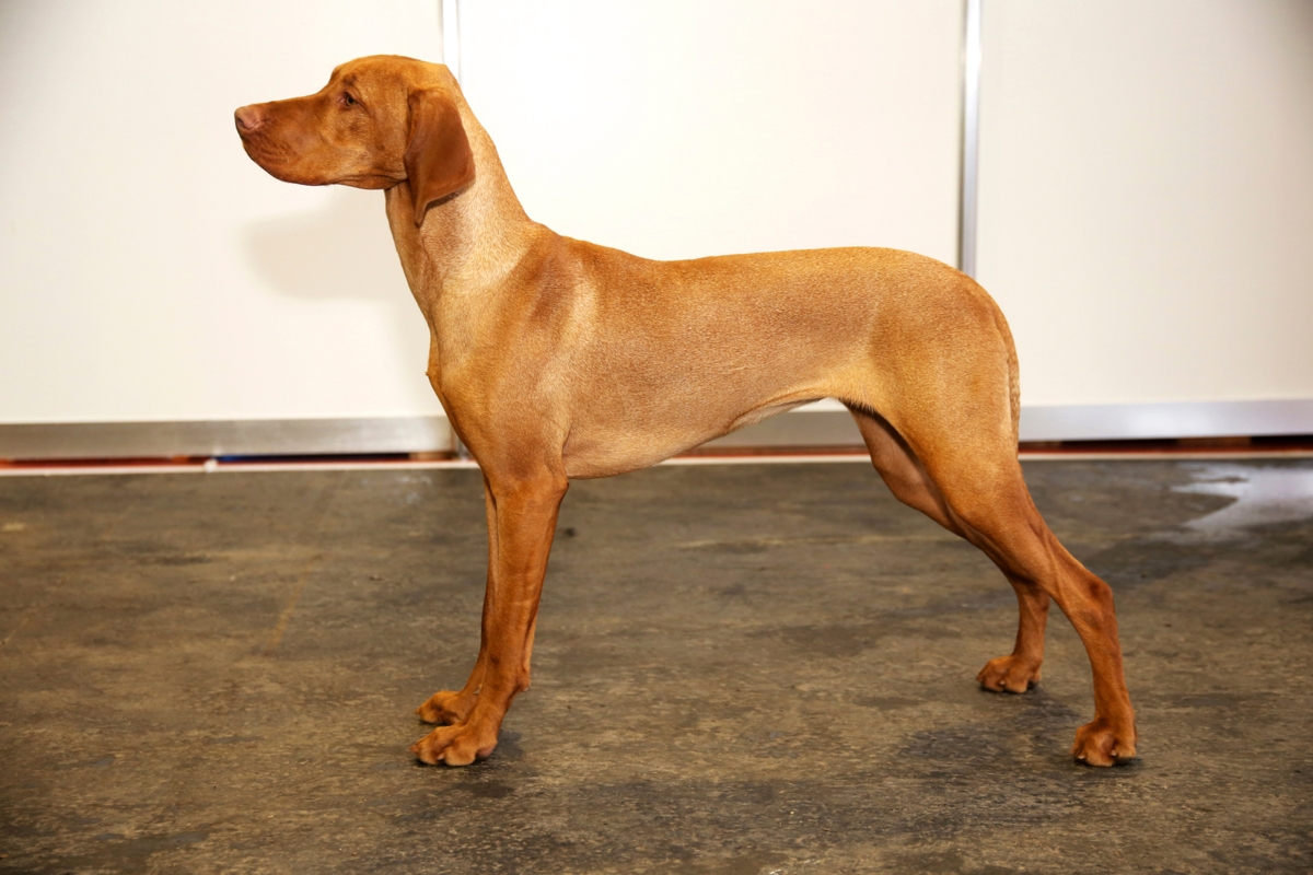 Intriguing Facts About the Very Intelligent Vizsla Dog Breed