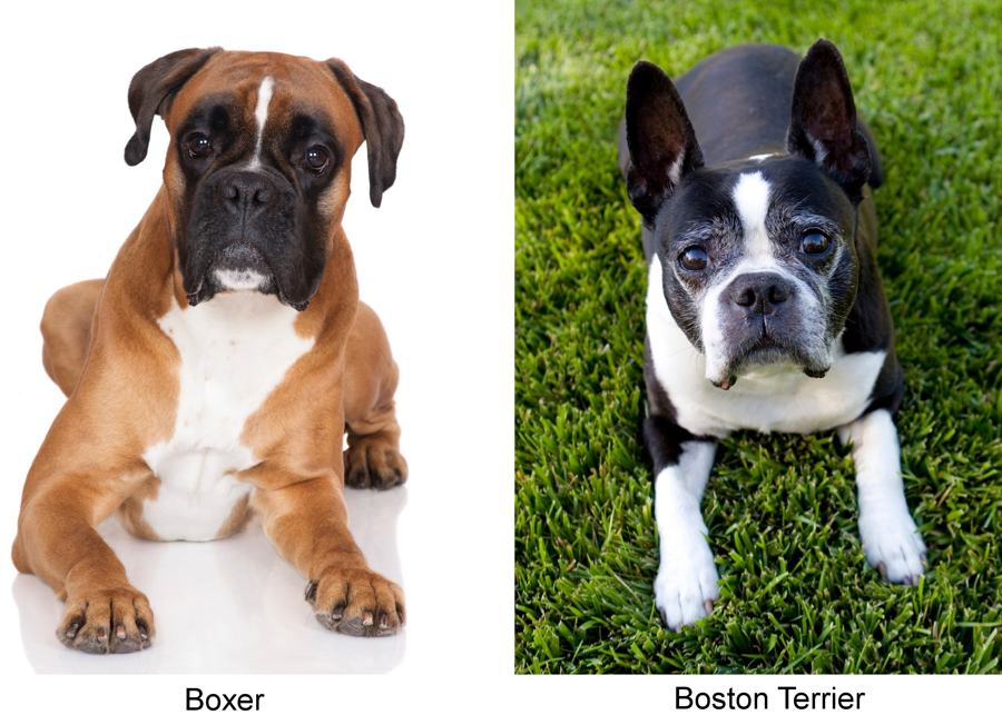 Is the miniature boxer a recognized breed?