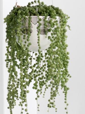 http://media.buzzle.com/media/images/gallery/botany/plants/300-177773554-beautiful-string-of-pearls-plant.jpg