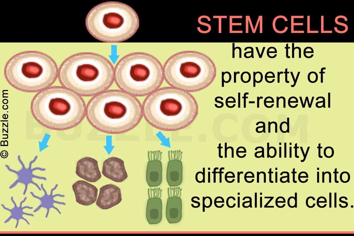 Stem Cell Research And The Medical Field