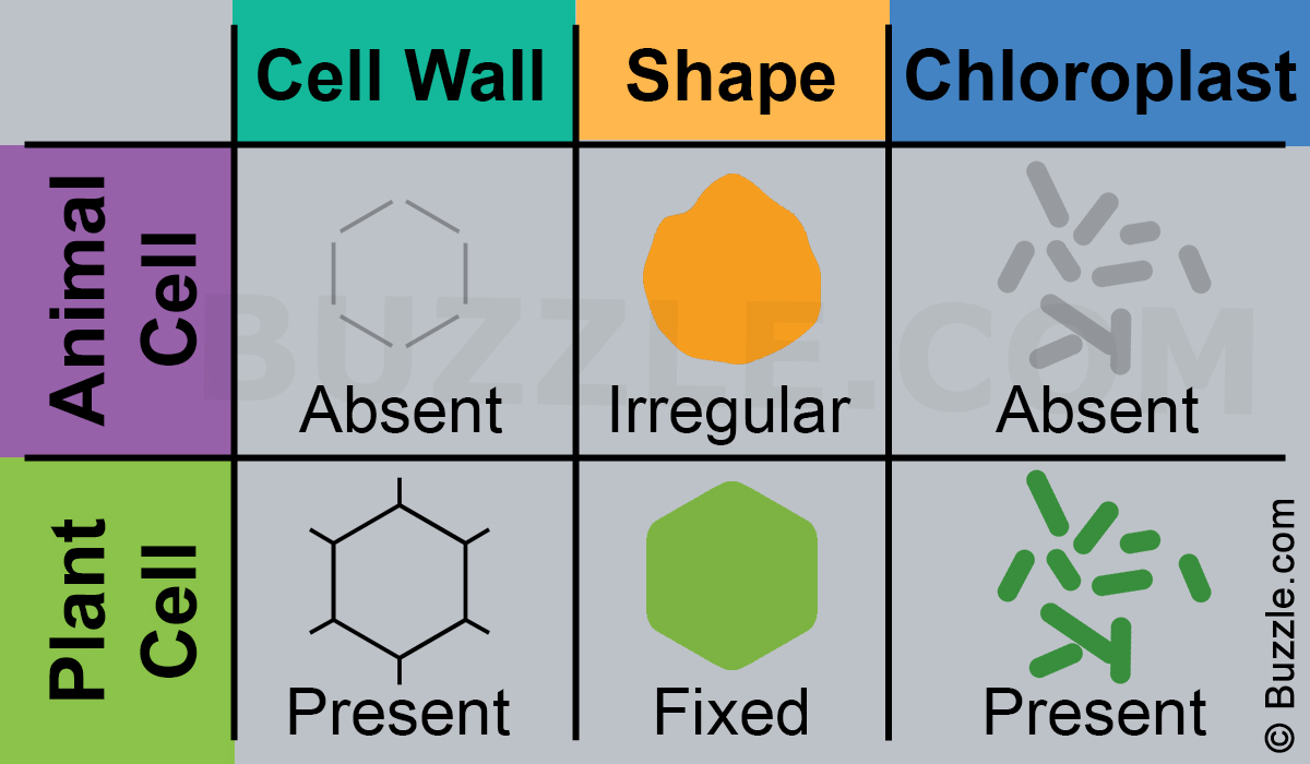 A comparison of plant and animal cells