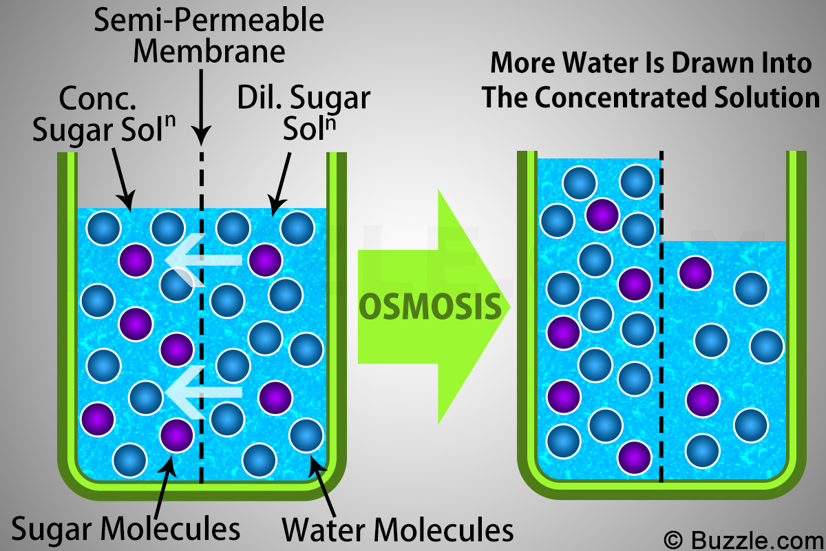 Examples of Osmosis for a Better Understanding of the ...