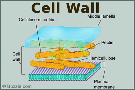 The Fascinating World of Cell Organelles and Their ...