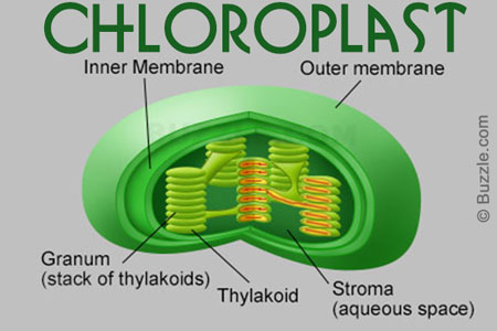 Image result for picture of chloroplast in a plant cell