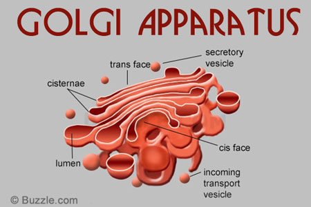 The Fascinating World of Cell Organelles and Their ... golgi body diagram labeled 
