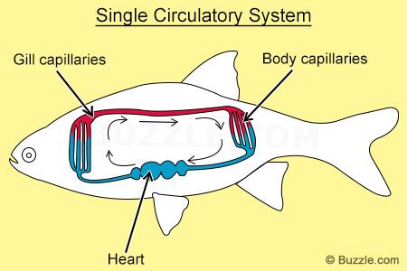 450-single-circulatory-system-in-fish.jp
