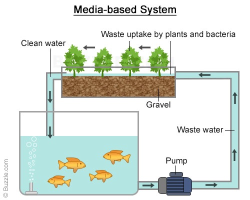 The Surprising Benefits and Types of Aquaponic Systems