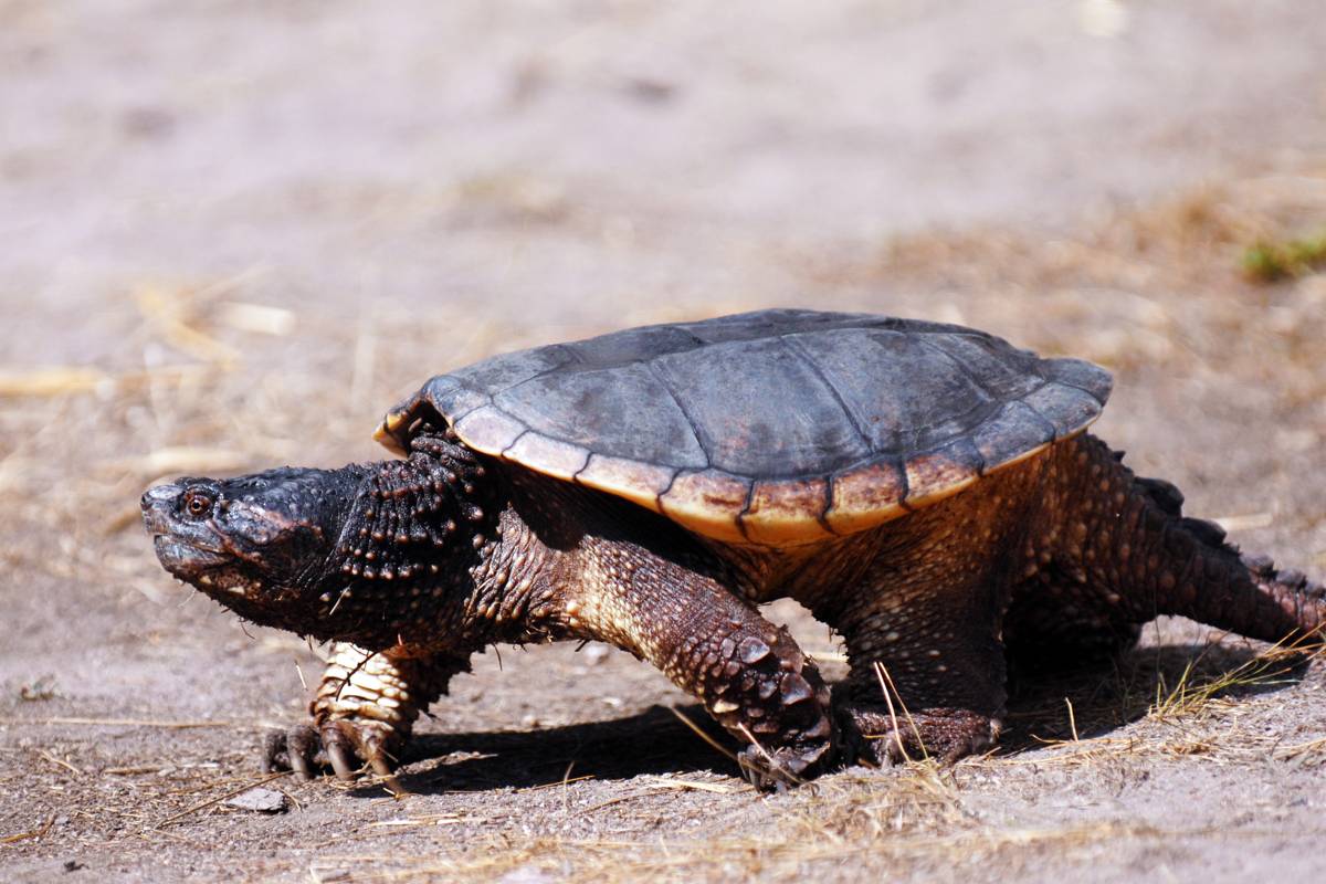 Seriously Intriguing Facts About Snapping  Turtles 