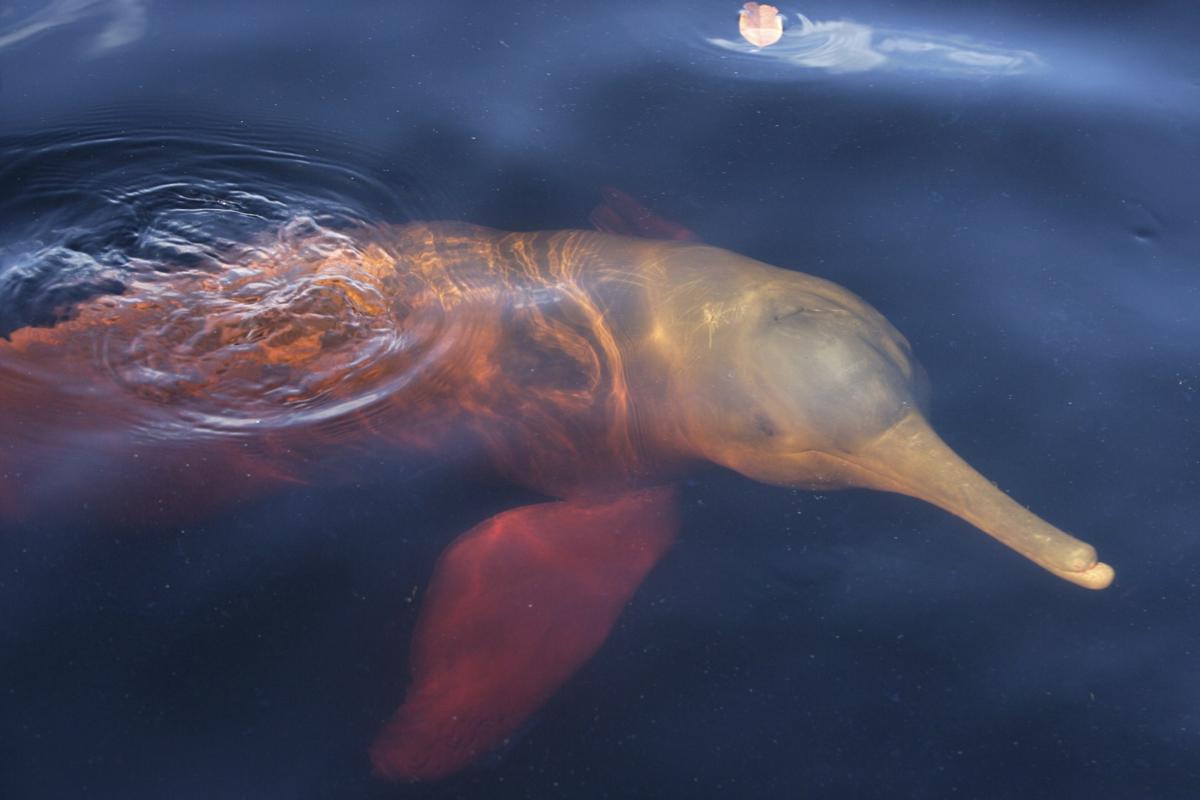 Baiji dolphin extinct