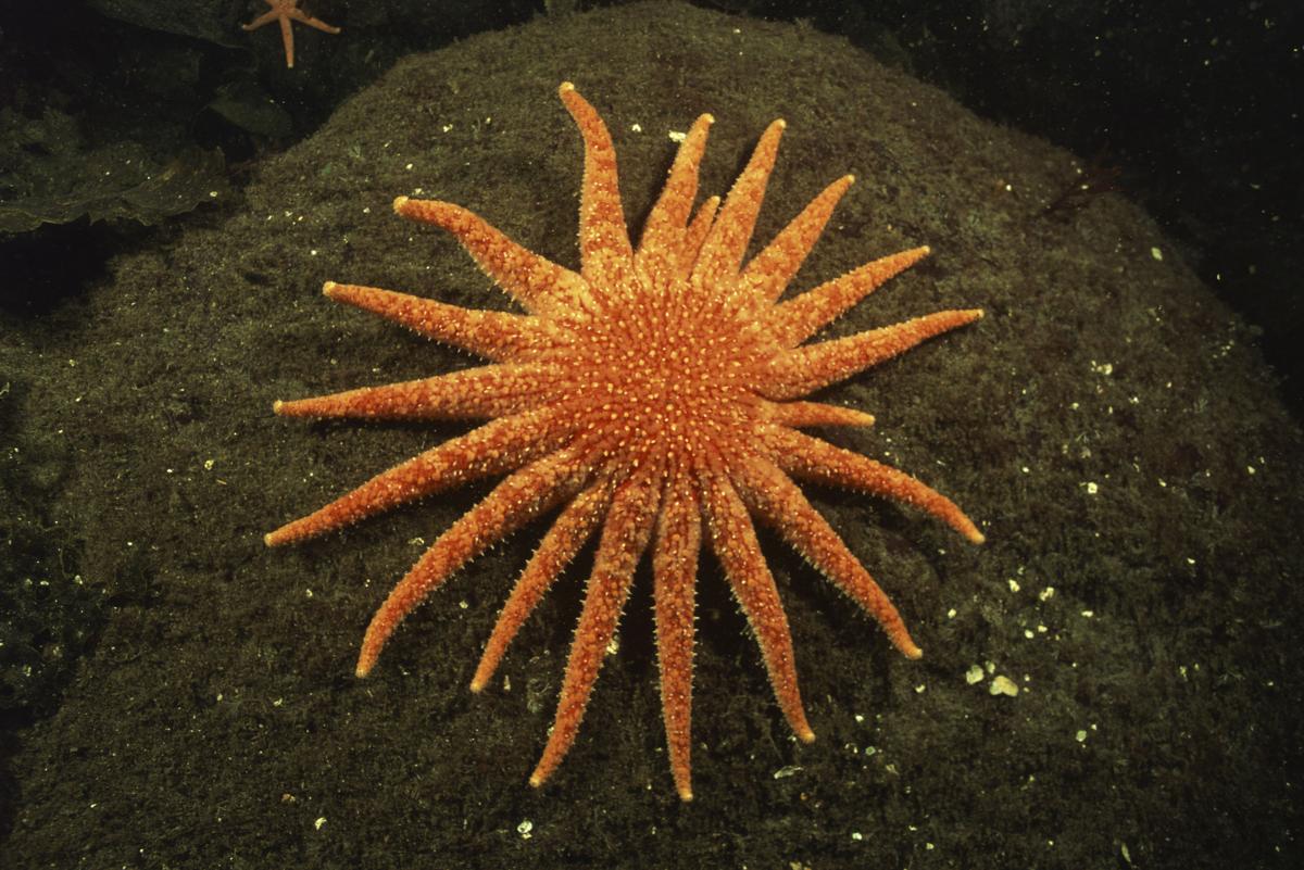 1200-87773618-orange-starfish-underwater