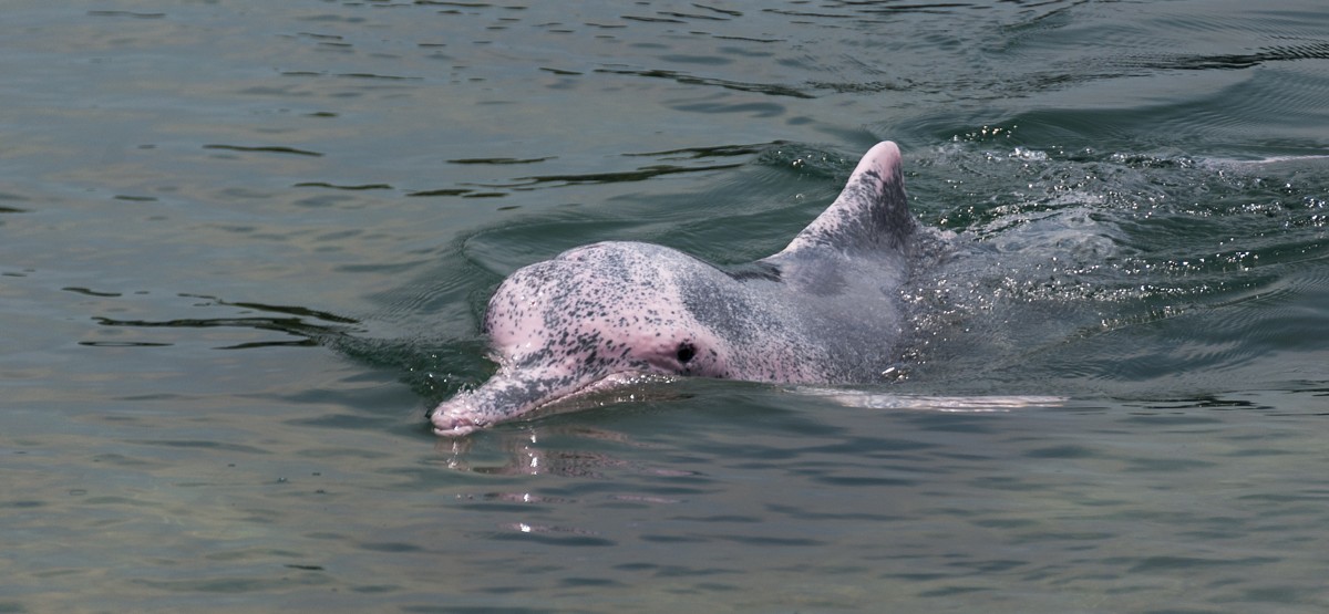 The Heart Wrenching Truth About Why Pink Dolphins Are Endangered Amazing Animals